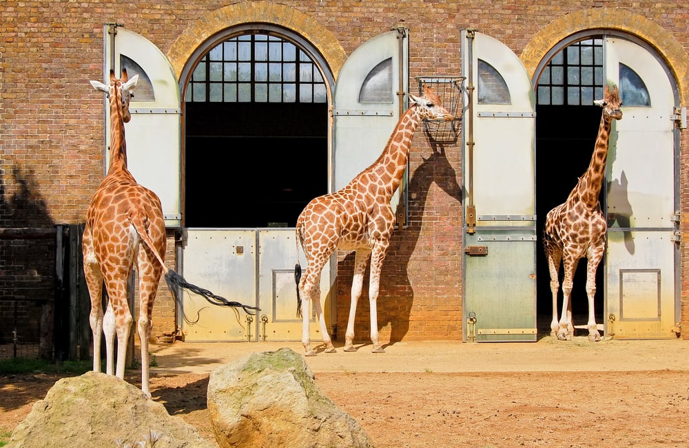 Attractions near London Zoo