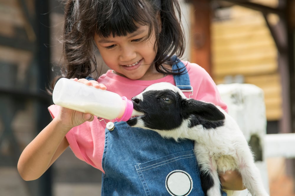Where to meet the lambs in London this Spring