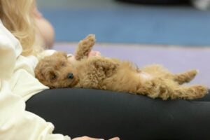 Best Puppy Yoga London