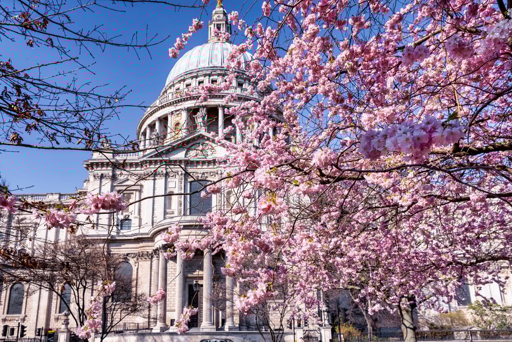 London’s best cherry blossom spots this spring