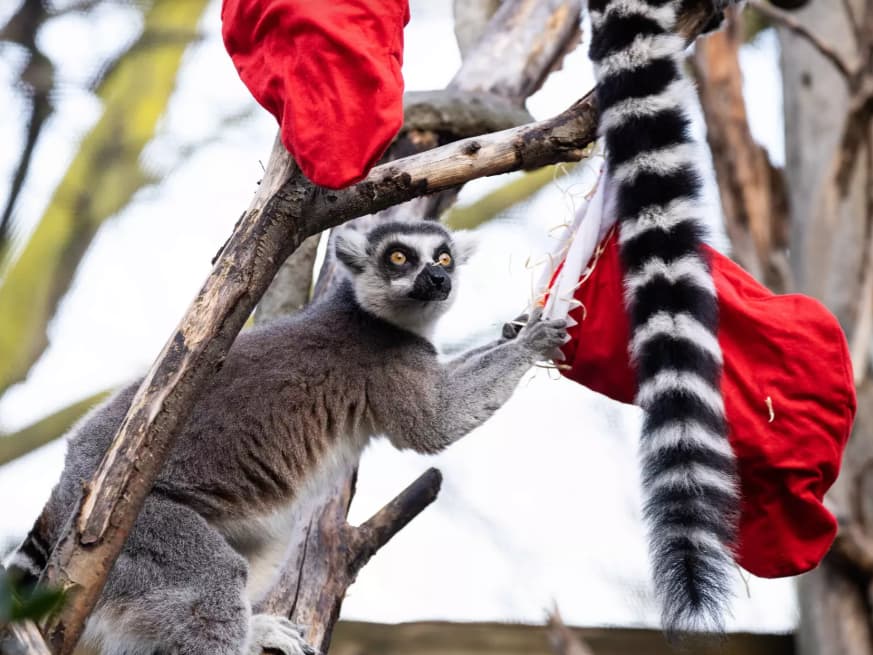 The Magic of Christmas at London Zoo