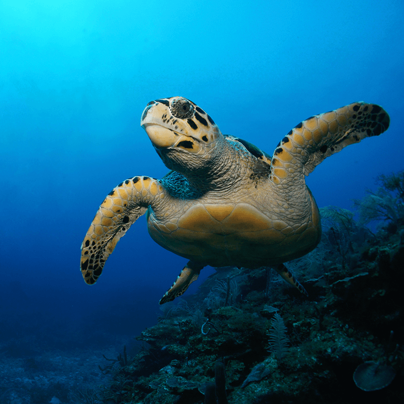 Turtle-y Terrific! Half Term at SEALife