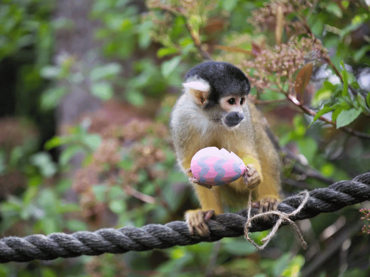 London Zoo's Zoonormous Egg Hunt!